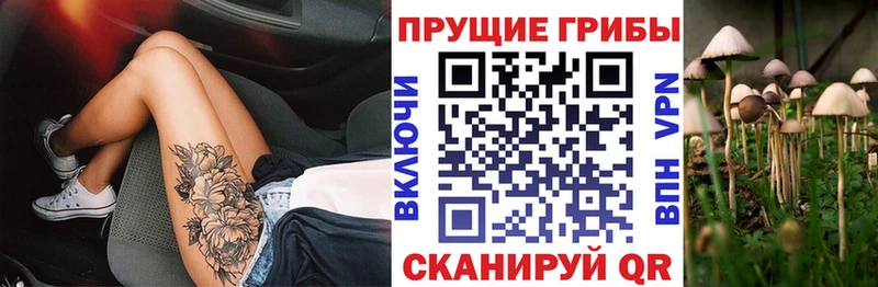 продажа наркотиков  Городище  Галлюциногенные грибы MAGIC MUSHROOMS 
